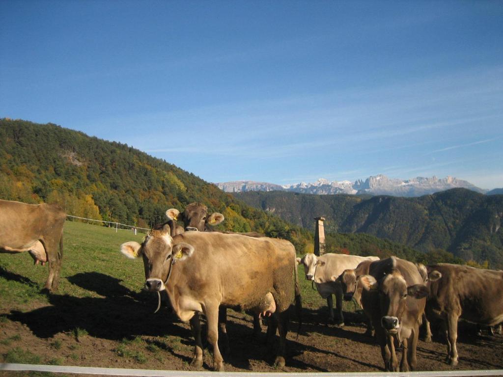 Villa Haflingerhof San Genesio Atesino Esterno foto